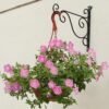 Iron Wall Hanging Stand For Plant - Image 2